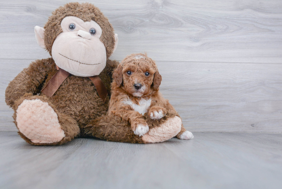 Best Mini Goldendoodle Baby