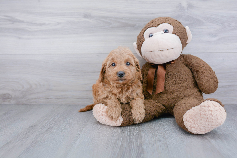 Small Mini Goldendoodle Baby