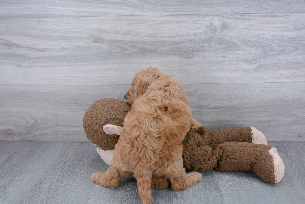 Mini Goldendoodle Puppy for Adoption