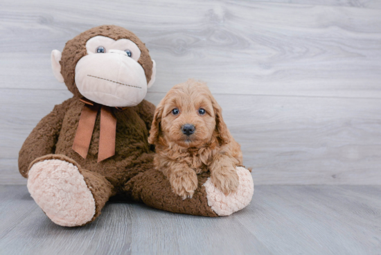 Popular Mini Goldendoodle Poodle Mix Pup