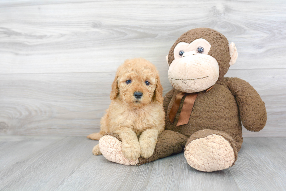 Smart Mini Goldendoodle Poodle Mix Pup