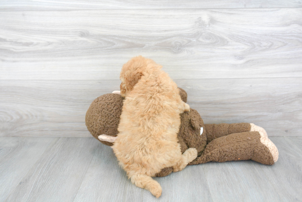 Adorable Golden Retriever Poodle Mix Puppy