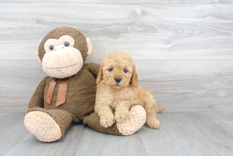 Best Mini Goldendoodle Baby