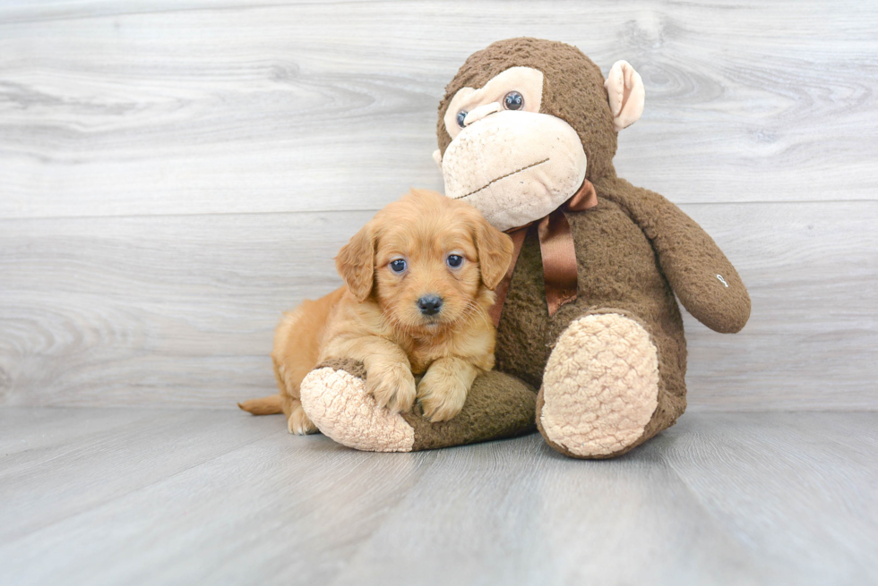 Mini Goldendoodle Pup Being Cute