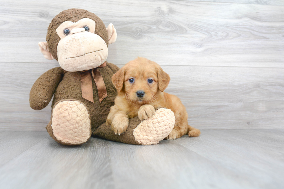 Best Mini Goldendoodle Baby