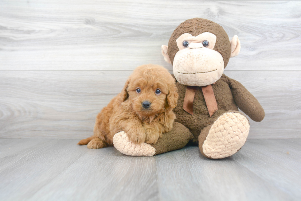 Mini Goldendoodle Pup Being Cute