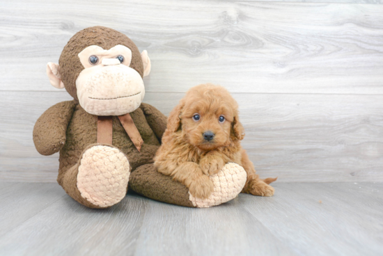 Mini Goldendoodle Pup Being Cute