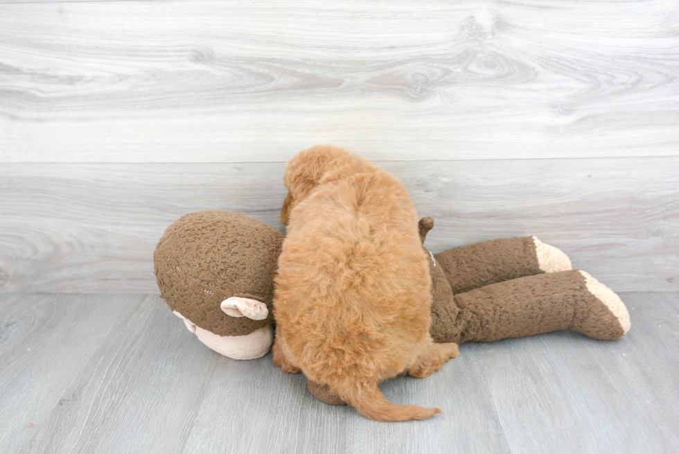 Mini Goldendoodle Pup Being Cute