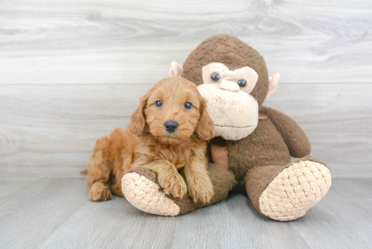 Energetic Golden Retriever Poodle Mix Puppy