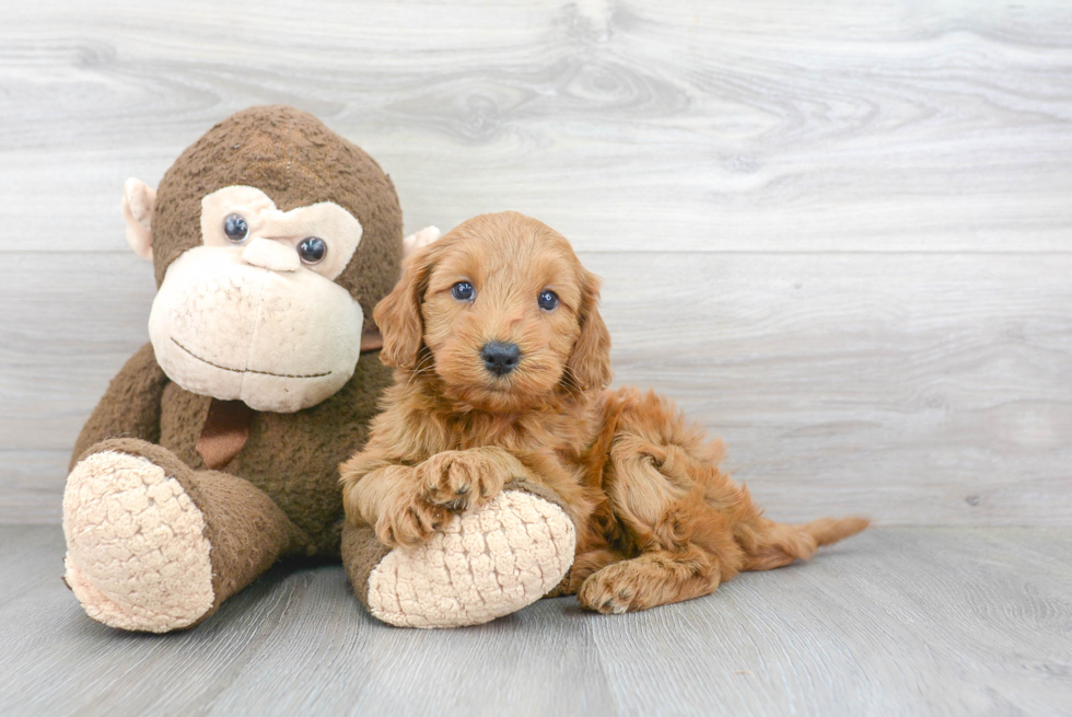 Adorable Golden Retriever Poodle Mix Puppy