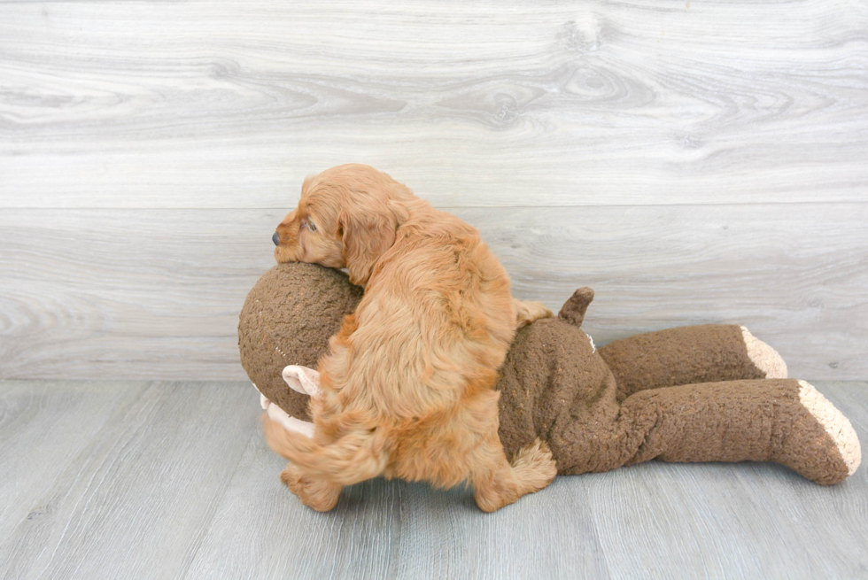 Petite Mini Goldendoodle Poodle Mix Pup