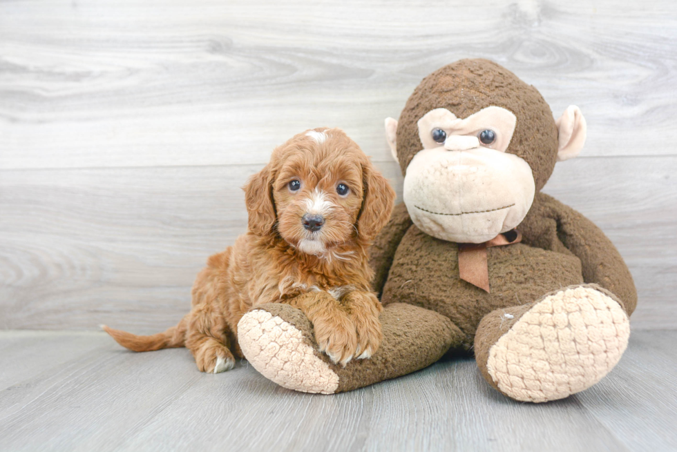 Mini Goldendoodle Puppy for Adoption