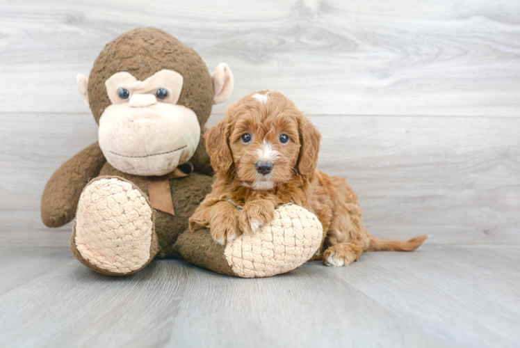 Cute Mini Goldendoodle Baby