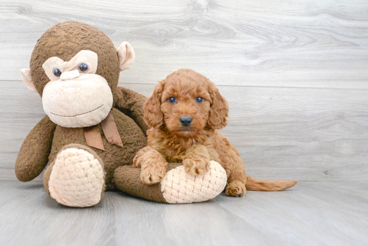 Small Mini Goldendoodle Baby