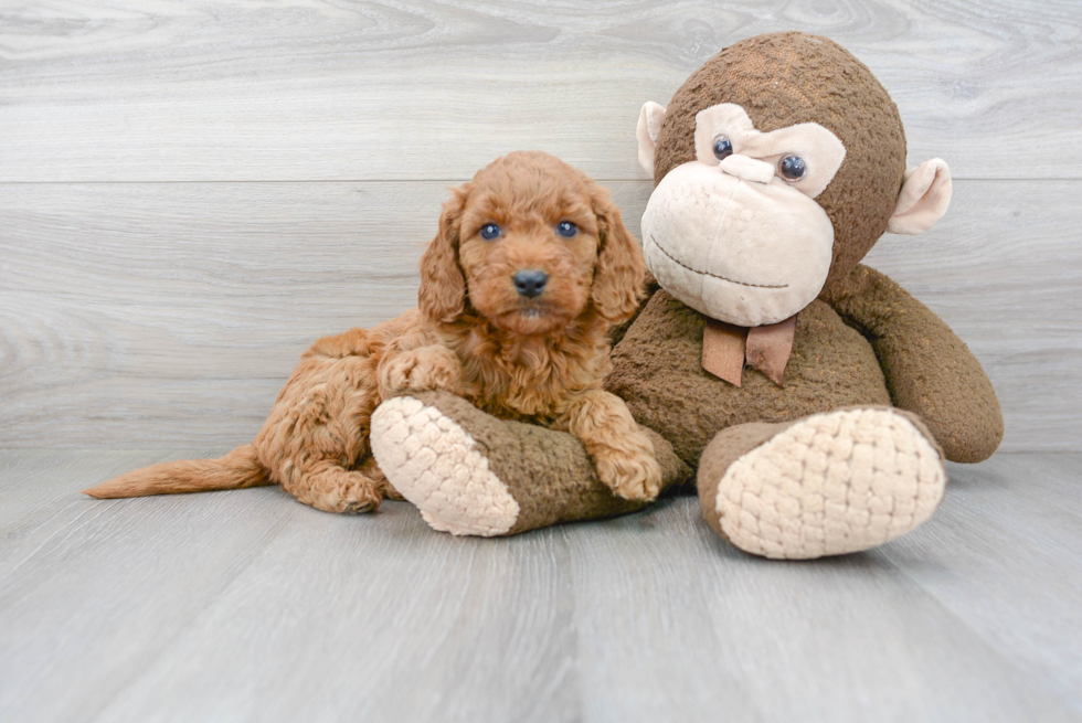 Petite Mini Goldendoodle Poodle Mix Pup