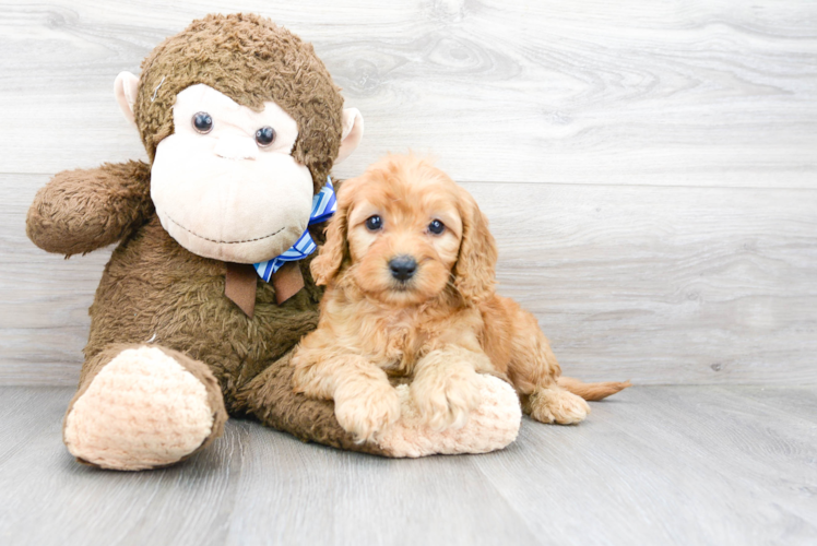 Best Mini Goldendoodle Baby