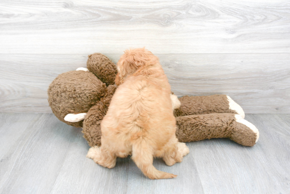 Little Golden Retriever Poodle Mix Puppy