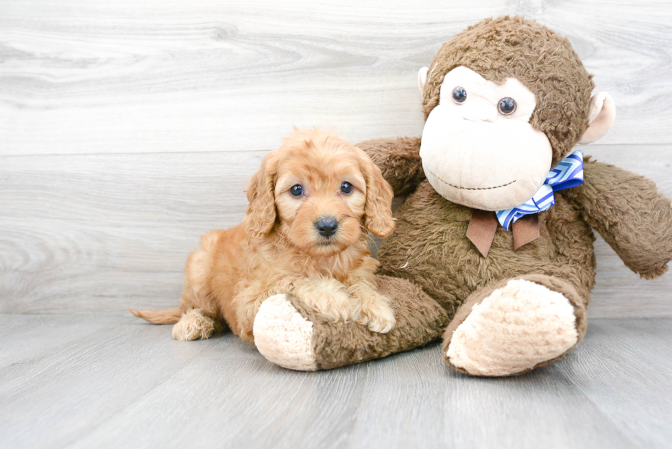 Mini Goldendoodle Puppy for Adoption