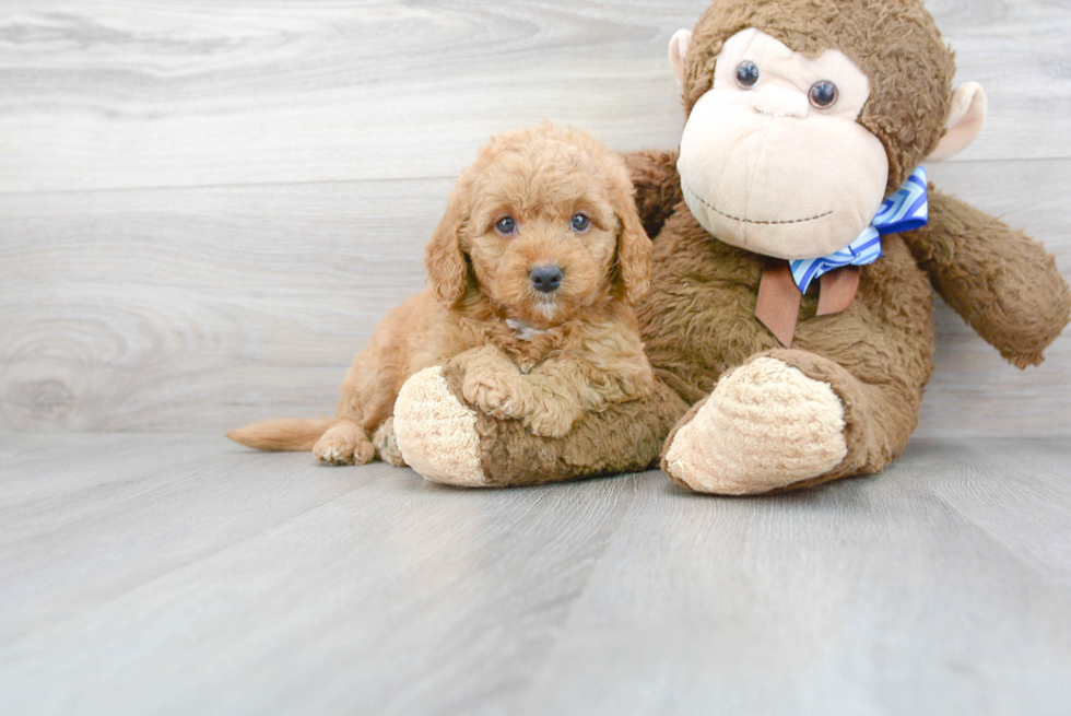 Little Golden Retriever Poodle Mix Puppy