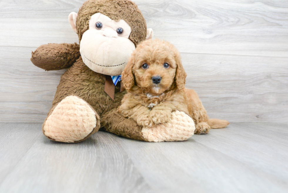 Hypoallergenic Golden Retriever Poodle Mix Puppy