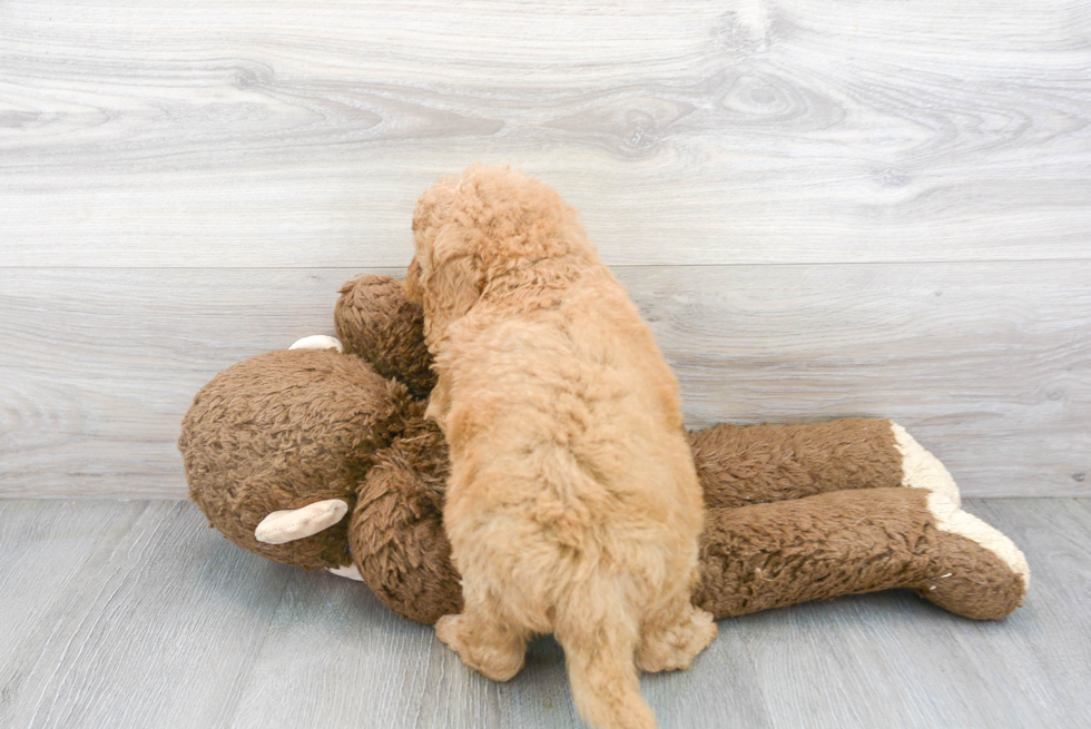 Mini Goldendoodle Puppy for Adoption