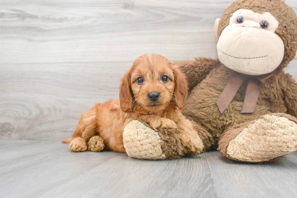 Adorable Golden Retriever Poodle Mix Puppy