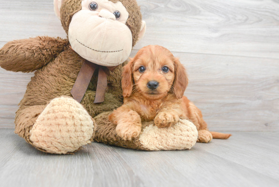 Mini Goldendoodle Puppy for Adoption