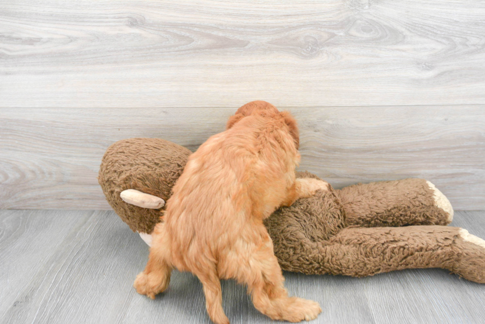 Sweet Mini Goldendoodle Baby