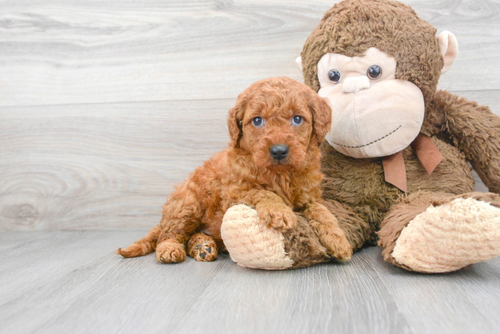 Small Mini Goldendoodle Baby