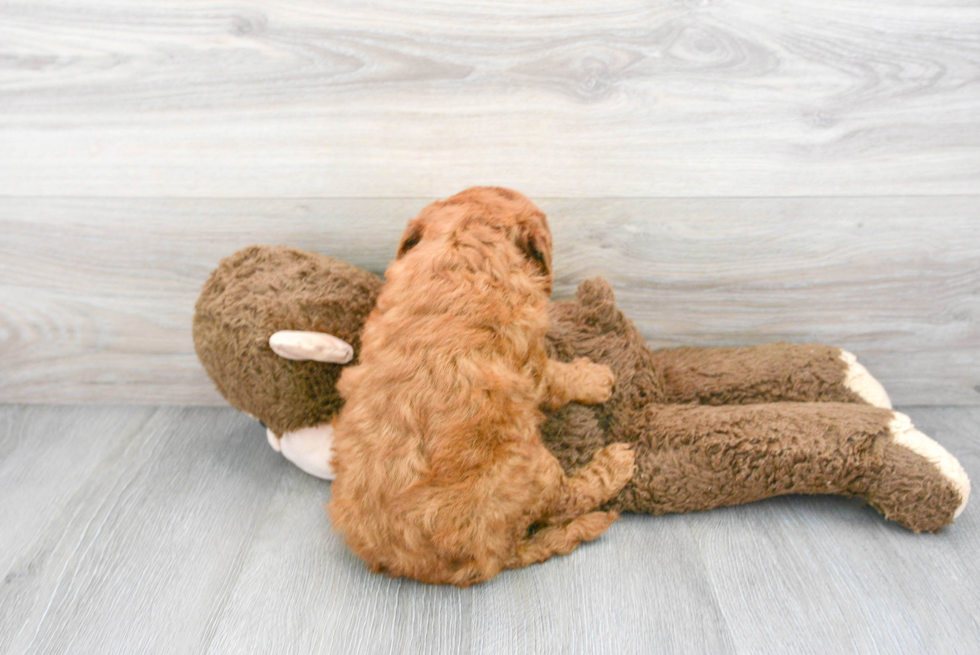 Mini Goldendoodle Pup Being Cute