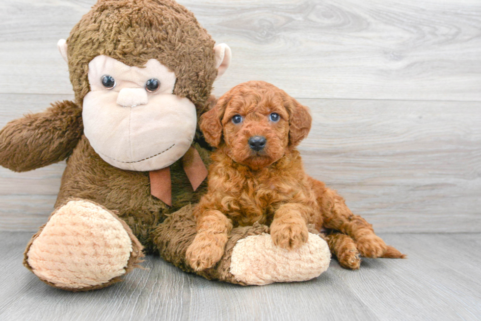 Friendly Mini Goldendoodle Baby