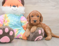 7 week old Mini Goldendoodle Puppy For Sale - Premier Pups
