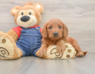 5 week old Mini Goldendoodle Puppy For Sale - Premier Pups