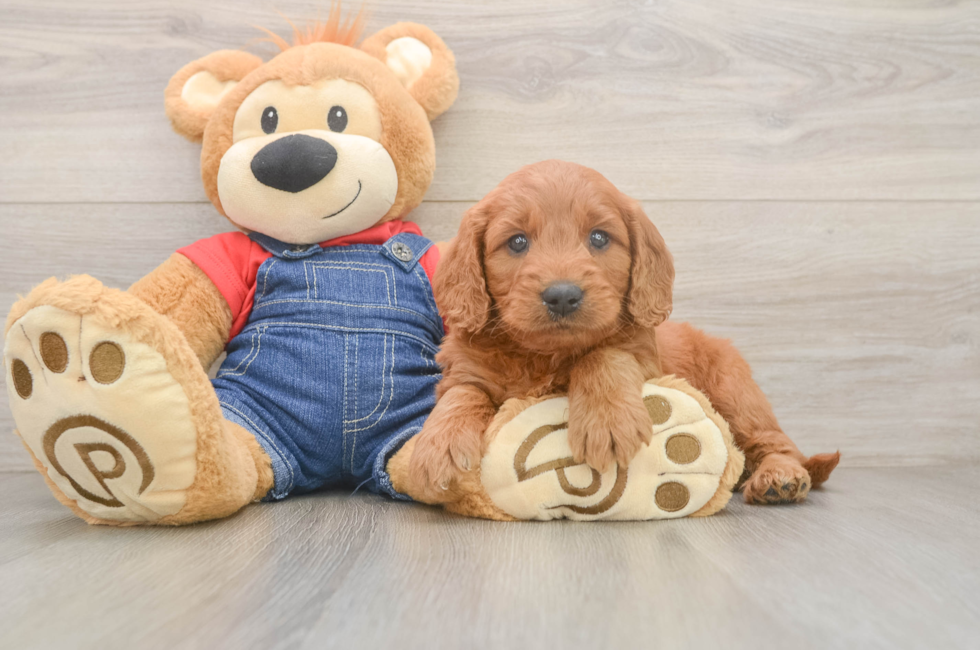 5 week old Mini Goldendoodle Puppy For Sale - Premier Pups