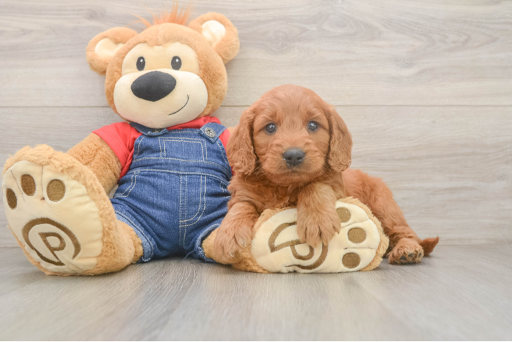 Meet Simms - our Mini Goldendoodle Puppy Photo  1/3 - Premier Pups Best Mini Goldendoodle Baby