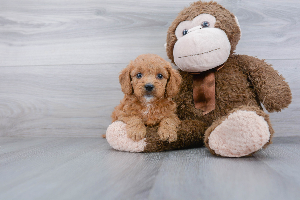 Adorable Golden Retriever Poodle Mix Puppy