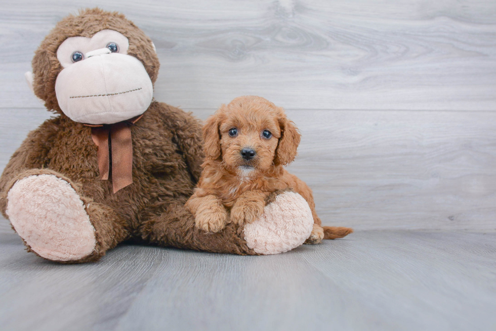 Mini Goldendoodle Puppy for Adoption