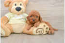 Little Mini Goldenpoo Poodle Mix Puppy