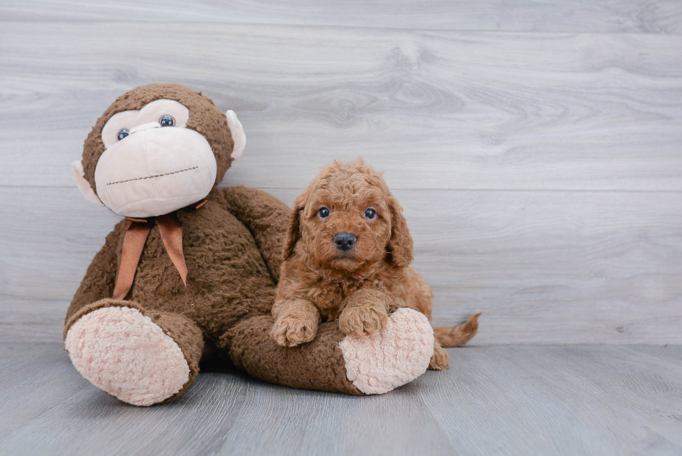 Petite Mini Goldendoodle Poodle Mix Pup