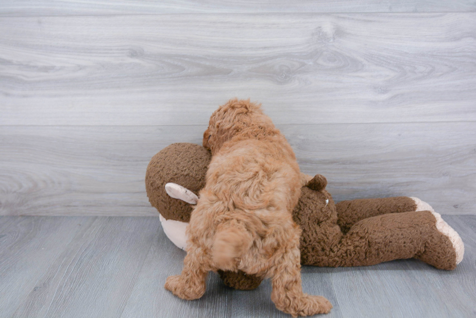 Funny Mini Goldendoodle Poodle Mix Pup