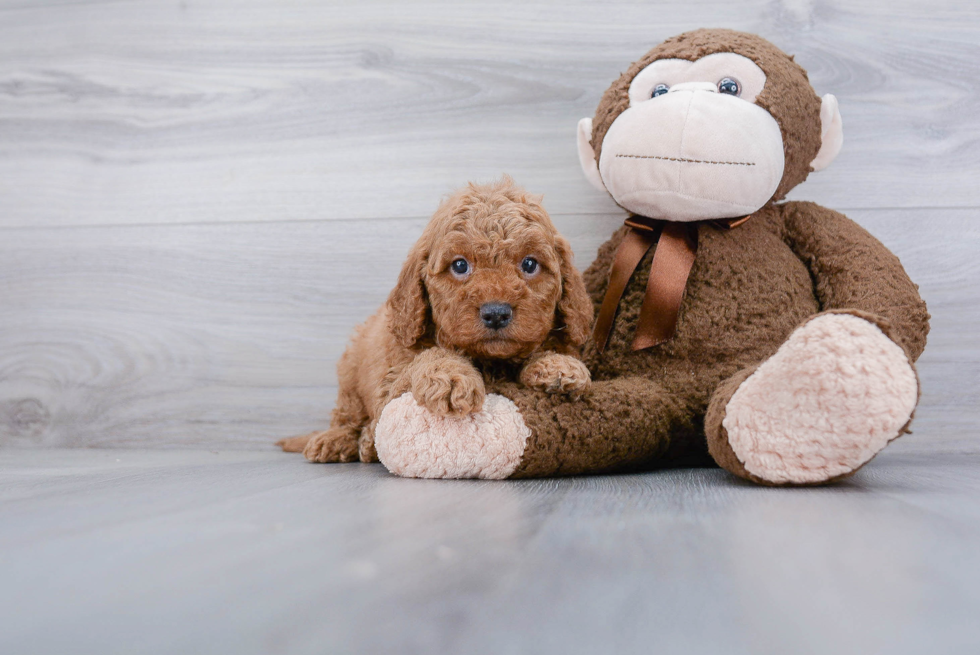 Mini Goldendoodle Pup Being Cute