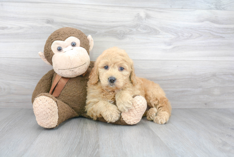 Best Mini Goldendoodle Baby