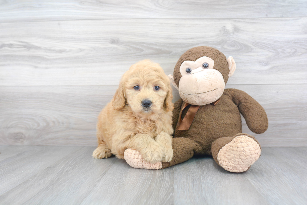 Mini Goldendoodle Puppy for Adoption