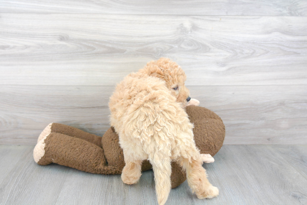 Adorable Golden Retriever Poodle Mix Puppy