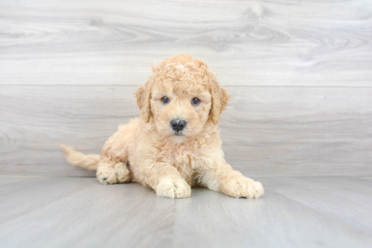 Mini Goldendoodle Puppy for Adoption