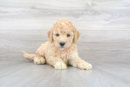 Mini Goldendoodle Puppy for Adoption