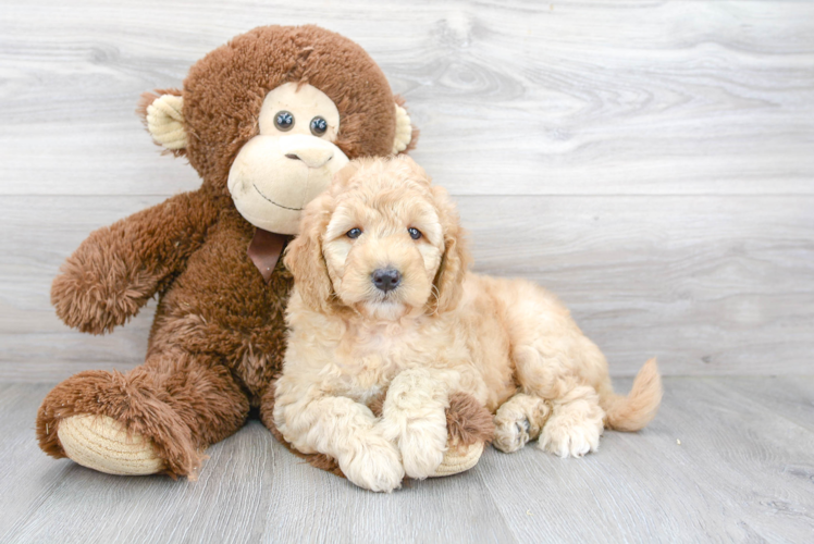 Adorable Golden Retriever Poodle Mix Puppy