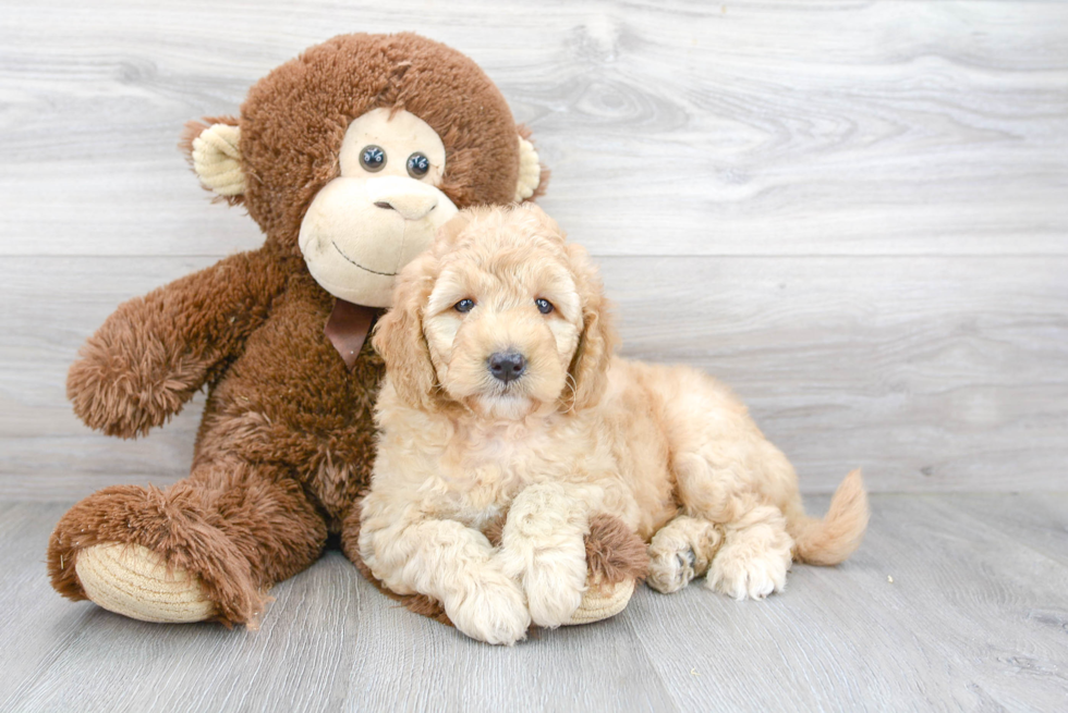 Adorable Golden Retriever Poodle Mix Puppy