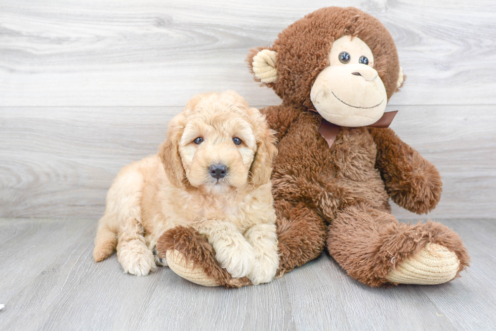 Mini Goldendoodle Puppy for Adoption