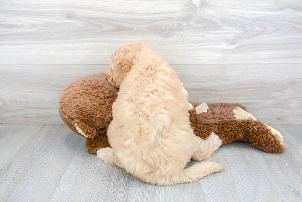 Friendly Mini Goldendoodle Baby